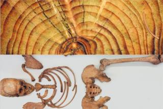 Fichtenstamm mit Jahresringen und menschliches Skelett