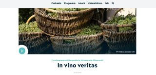 Detektorfm Weinlese in Burgund und Kimawandel