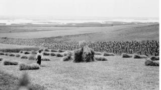 Grain harvest by the northern bank of the Sea of Velence (Hungary), 1930.