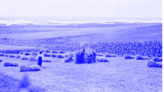 Getreideernte am Nordufer des Welenzer Sees (Ungarn) im Jahre 1930
