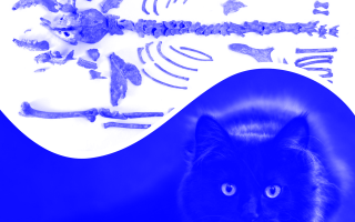 Katzenskelett, Kiewer Rus'