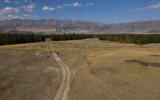 Altai, 2021