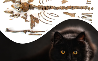 Katzenskelett, Kiewer Rus'